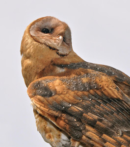 Barn Owl at Sunset