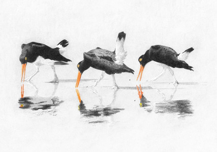 Oystercatchers