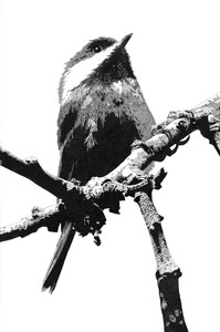 Chickadee