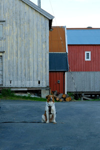 Dog Days