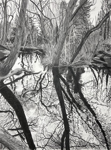 Willows, Swan Creek