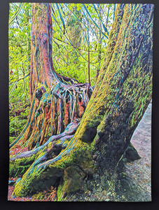 Goldstream Nurse Log