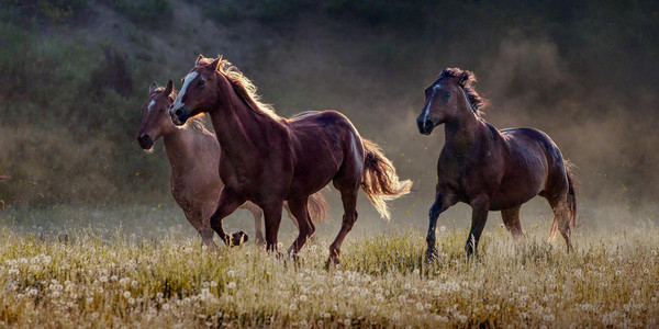 Meadow Run
