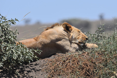 Young Male Serengeti Sleeping Lion