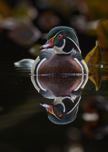 Mirror Mirror