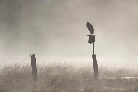 Great Blue Heron