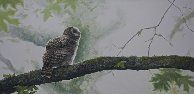 Young Hunter - Barred Owl Owlet