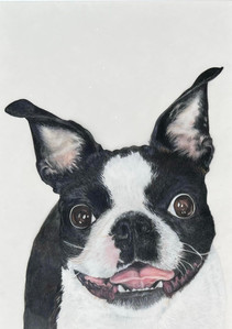Boston Terrier - George