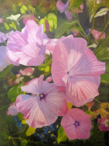 Lavatera